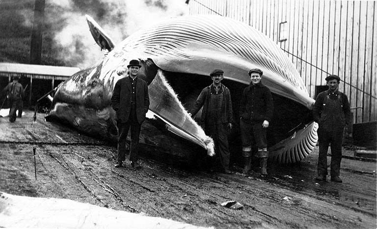 Old Harbor Whale, İzlanda